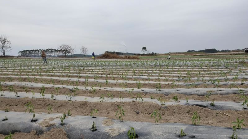 兴宾区：抢抓农时，积极推进万亩辣椒种植