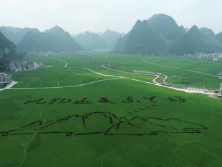 东兰县：新型农业主体托起群众致富梦