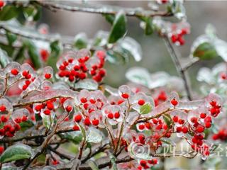 凌云县：绝美！桂西之巅冬日好风光