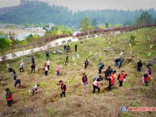 罗城天河镇：坚持支部联动 推进特色“水果小镇”创建