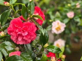 赏茶花、购非遗、逛游园 南宁金花茶公园新春文化活动精彩纷呈