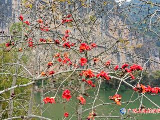 春到花山赏木棉   明江两岸百花艳