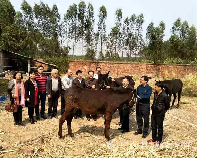 考察了广西特加德集团南宁的毛驴养殖基地