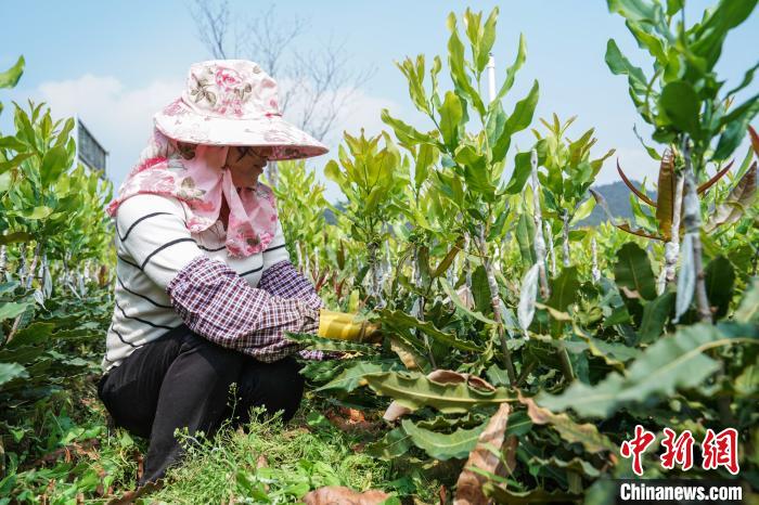 图为广西澳洲坚果种植。 陈冠言 摄