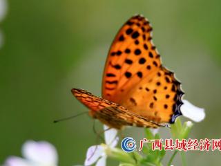 融安县长安镇蝶恋花