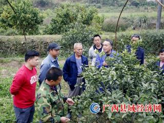 融安县：技术培训到地头 金桔助农保增收