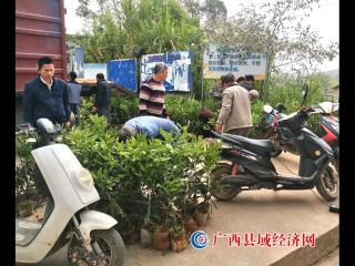 宁明那堪镇“三带一结合”全力打造坚果产业融合发展示范点