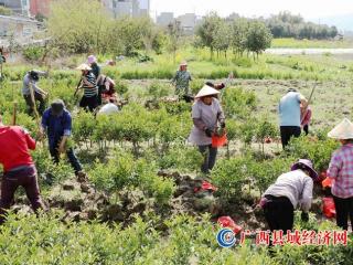 广西融安:春耕备耕正当时