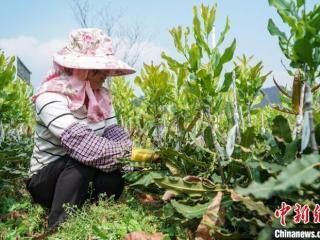 广西林业总产值跃居全国第二