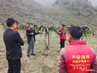 西林县普合苗族乡人大代表“土专家”助力产业振兴