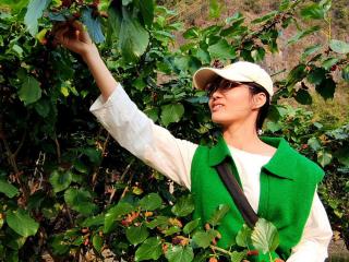 春天桑葚开满园    游客采摘展笑脸