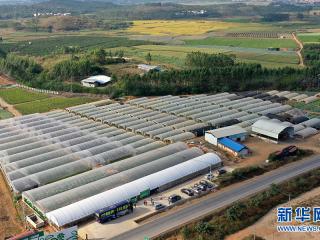 花儿为什么这么香？——横县茉莉花全产业链发展观察