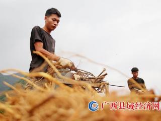 融安县：五指毛桃产业兴 集体经济富百姓