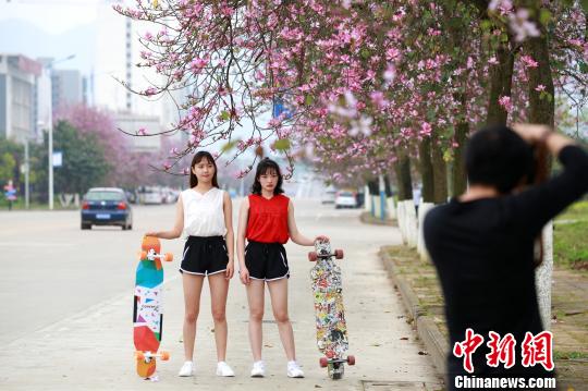 “粉色”的风景，吸引了不少拍照留念的人。　朱柳融 摄