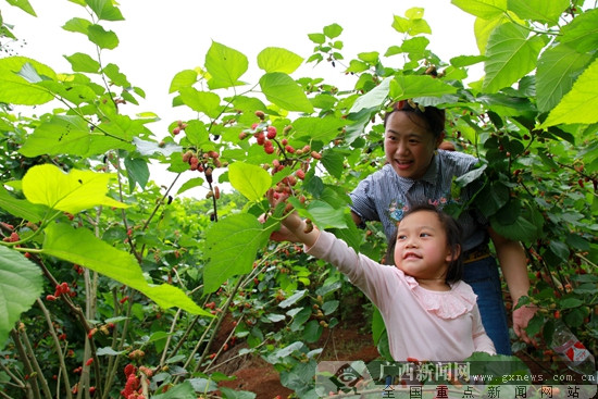 邕宁区:桑葚采摘正当时 产业旅游助脱贫