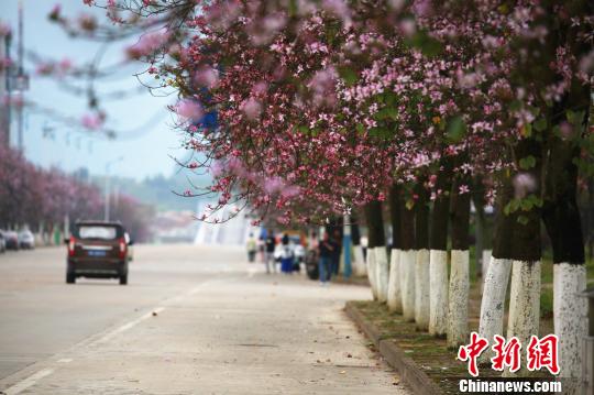 &nbsp;&nbsp;&nbsp;&nbsp;粉色的花朵挂满枝头，道路如施“粉黛”。　朱柳融　摄
