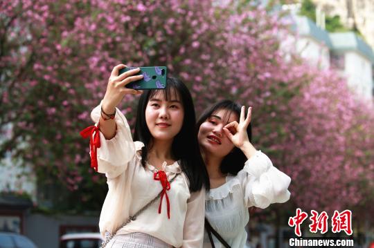 两名女生在紫荆花树下自拍。　朱柳融 摄