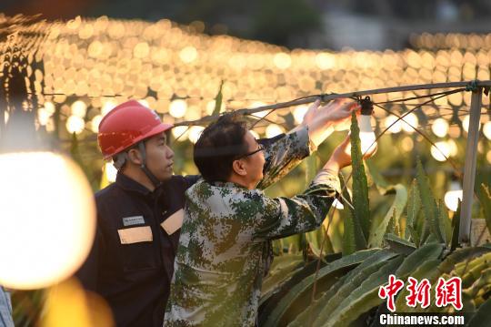 42万盏“花灯”点亮广西千亩火龙果基地 助农户增收