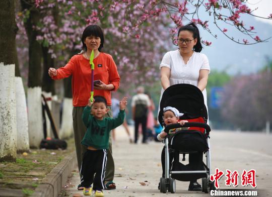 人们在紫荆花树下走过。　朱柳融 摄