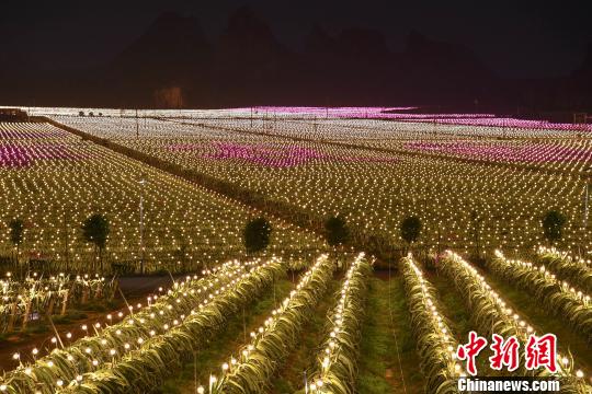 夜里,点缀在果园里的42万盏led灯,犹如繁星,成为一道美轮美奂的风景。 钟欣 摄