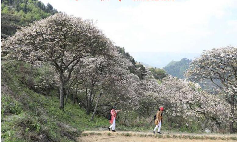 天峨县：2019年三堡桐花节开幕