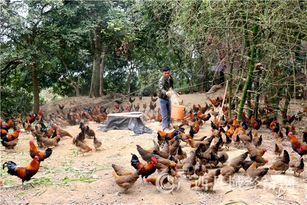 [大新县]服务返乡农民工创业助推精准扶贫