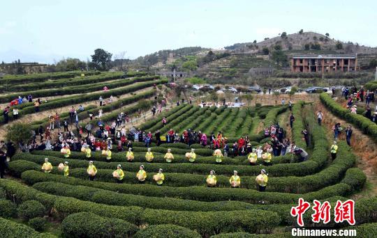 资料图：茉莉花茶“开春采”活动举行。　刘可耕　摄