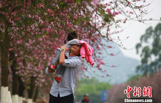 一名男子抱着孩子在紫荆花树下游玩。　朱柳融 摄