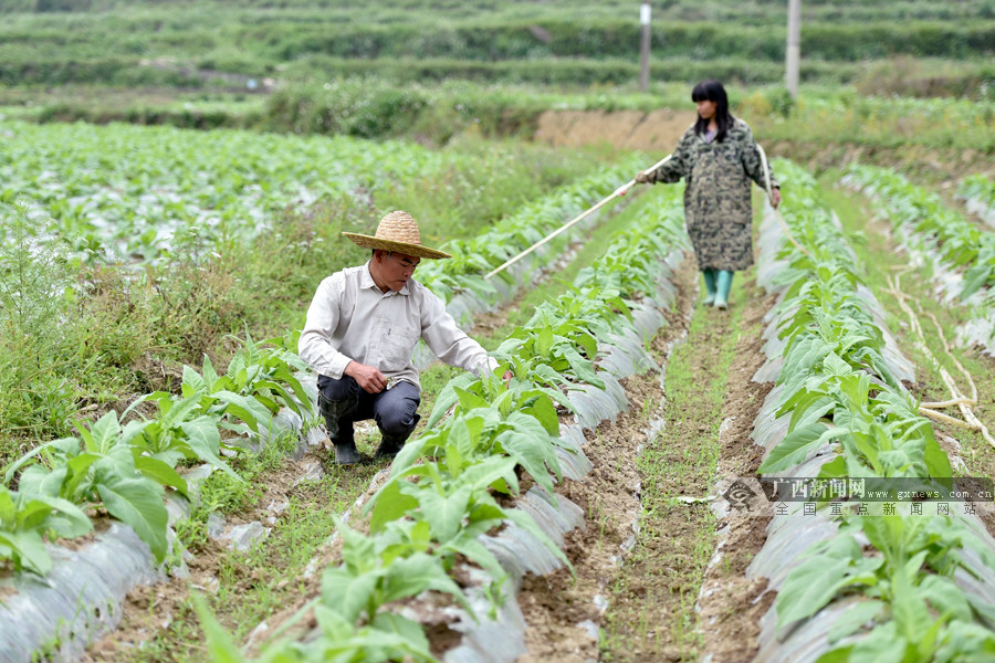 鹿心社一年前去过的首个深度贫困村成功“摘帽”