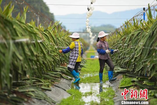 进入春耕时节,果园工人给火龙果修枝剪芽。 钟欣 摄