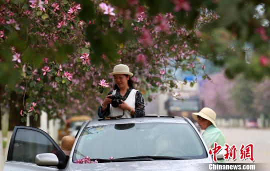 一名女子拿着相机在车里拍照。　朱柳融 摄