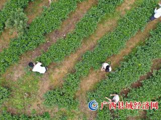 融安县:明前采茶供市场 茶香四溢助增收