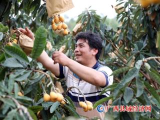 广西融安：枇杷飘香果农增收
