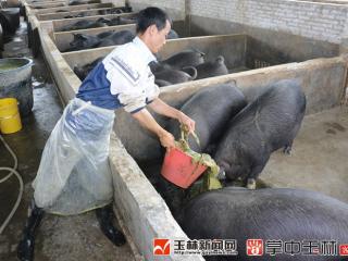 容县：牧草养猪闯新路