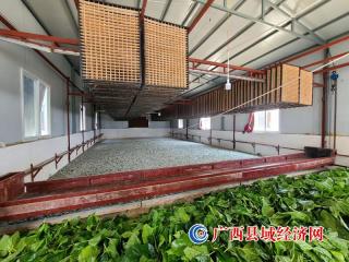 鹿寨县：三向发力 引燃集体经济发展新动能