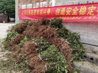 宜州区安马乡：发展花椒产业 助推乡村振兴