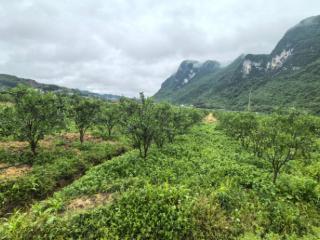 春来桔花俏 融安金桔产业链更俏