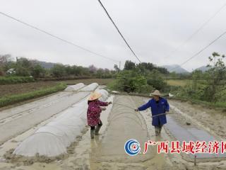 广西融安:水稻育秧忙