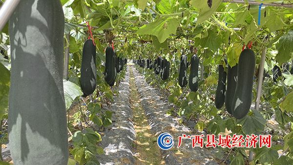 ����׳˶�ķ���׺���������ӵ��� ��