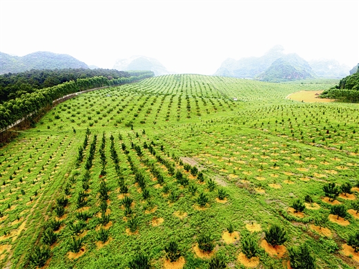 我区林木种苗产业跨越式发展巡礼：为绿色广西多育苗育壮苗