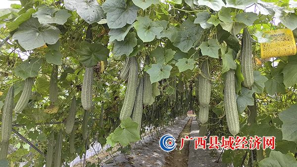 ˿�ϲ���֦ͷ���ӵ��� �� 