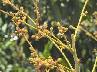 平南石硖龙眼：一颗“金果果”的乡村振兴交响曲