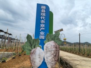 聚力“桂字号”   藤县粉葛“链”起产业新图景