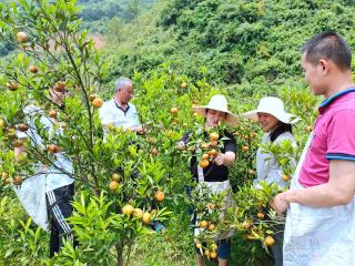 恭城县：乡土人才成为农民的香“饽饽”