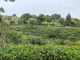 茶香古韵绘新篇 六堡茶韵绽风华