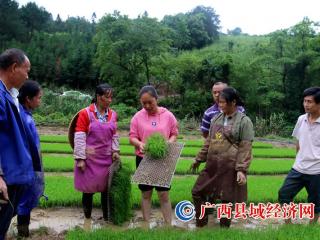 恭城瑶族自治县三江乡：推广抛秧技术   提高黑米产量