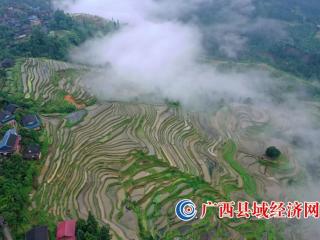 广西融水：雨后梯田景色美