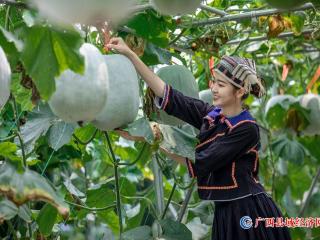 2023年中国（广西）—东盟蔬菜新品种大会在南宁开幕