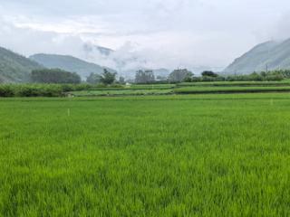 广西“桂字号”农业品牌采风活动走进来宾