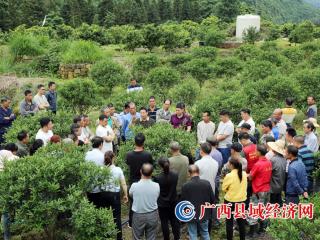 融安县：“田间课堂”传授致富经